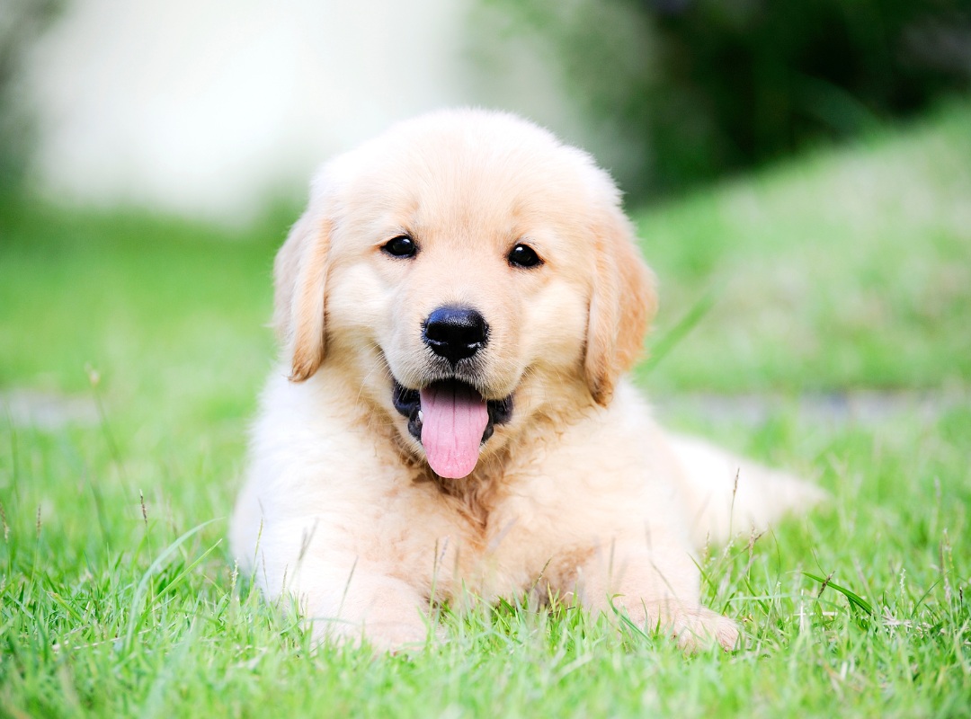 cute puppy resting on green grass