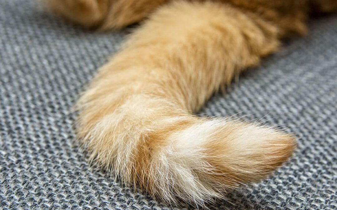 What is Stud Tail in Cats?