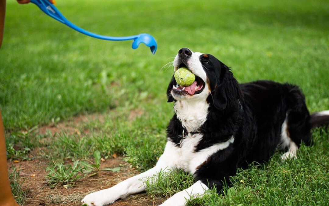 How To Teach a Dog To Fetch