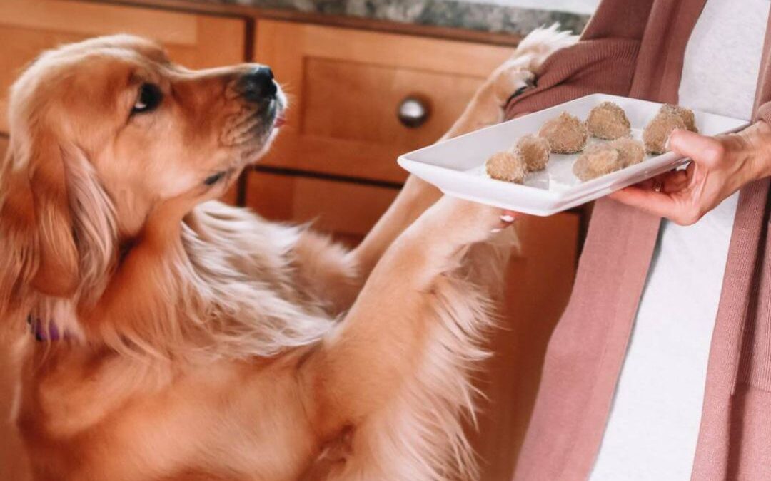 Salmon Dog Treat Recipe