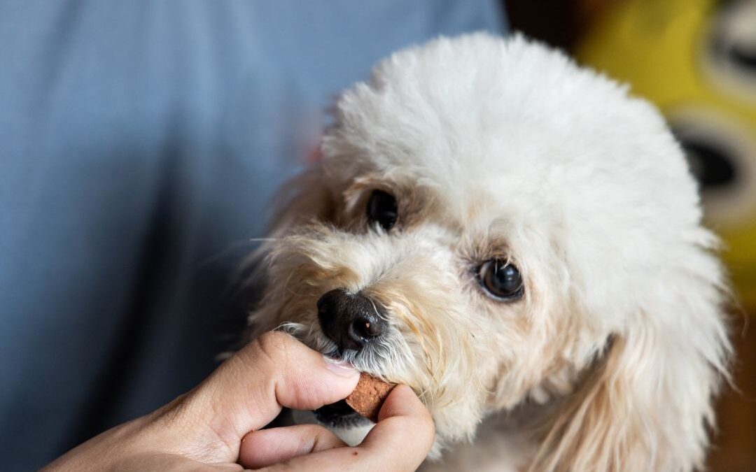 The Benefits of Chewable Medications for Your Pets