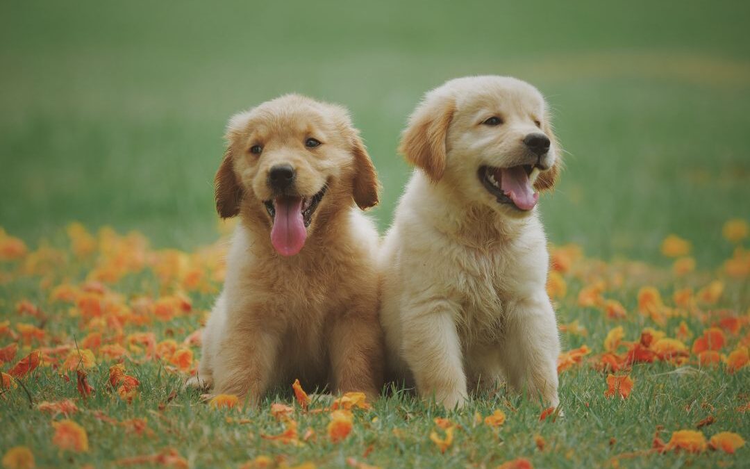 Parvo in Puppies