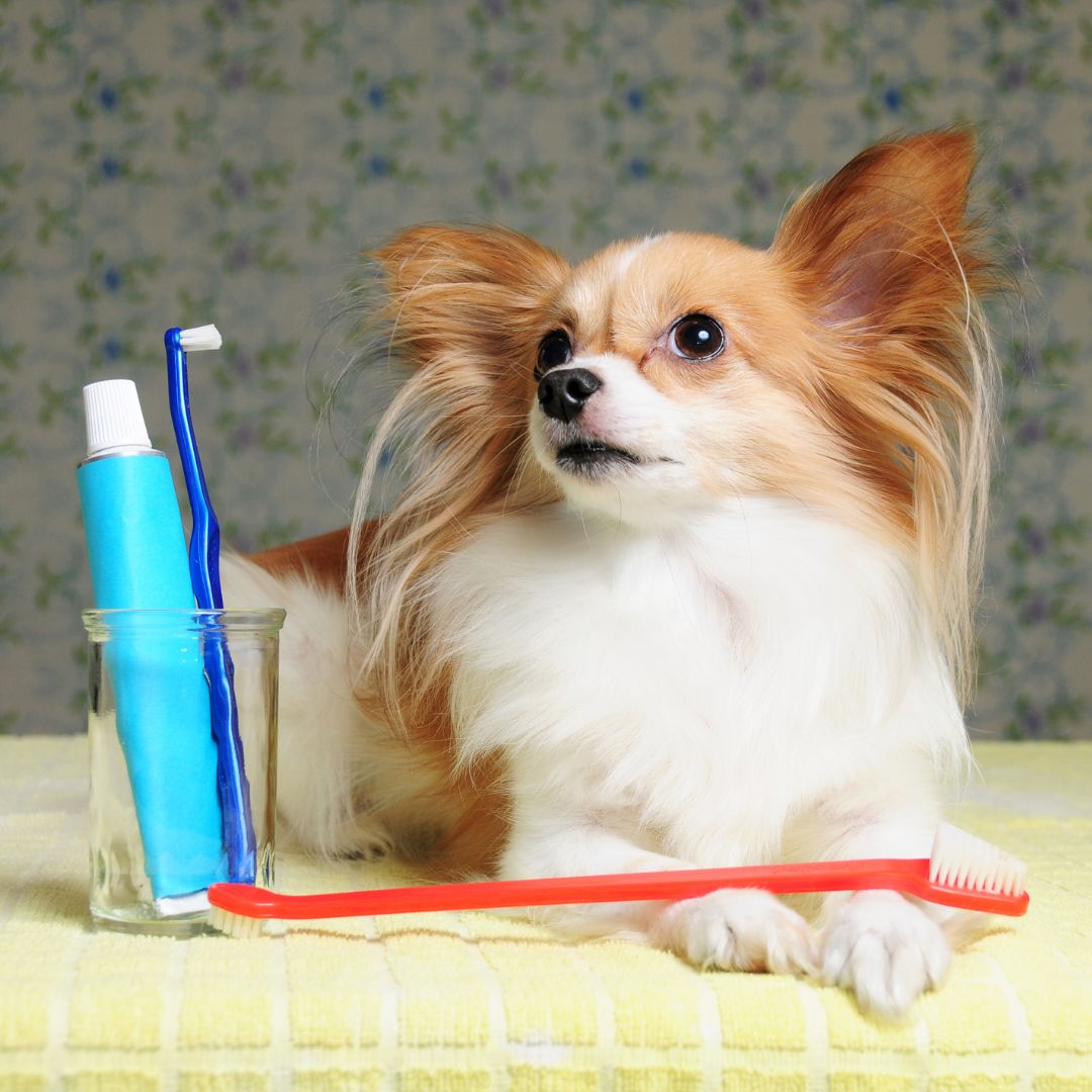 a small dog sitting next to a toothbrush and toothpaste