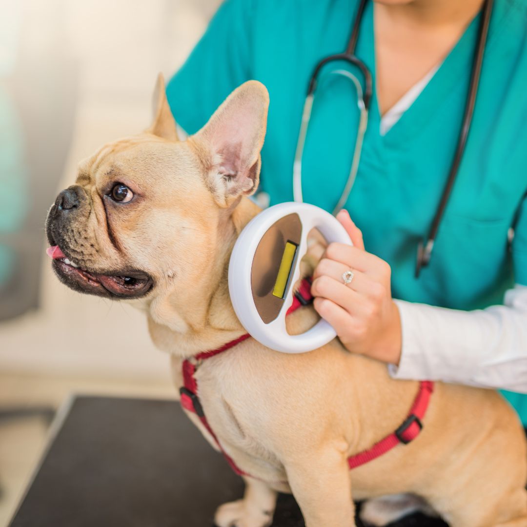 vet scanning a dog for microchip