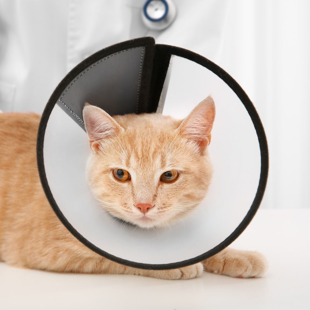 a cat wearing a plastic cone