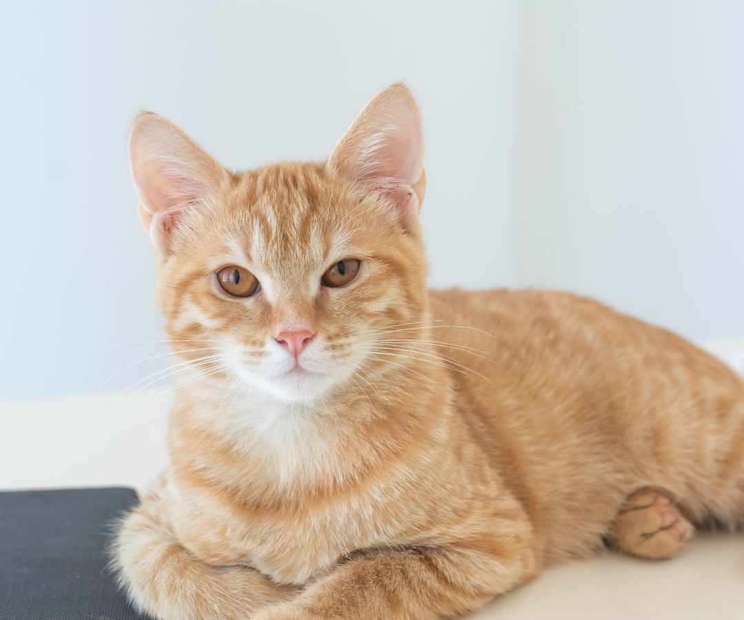 cat lying on the floor