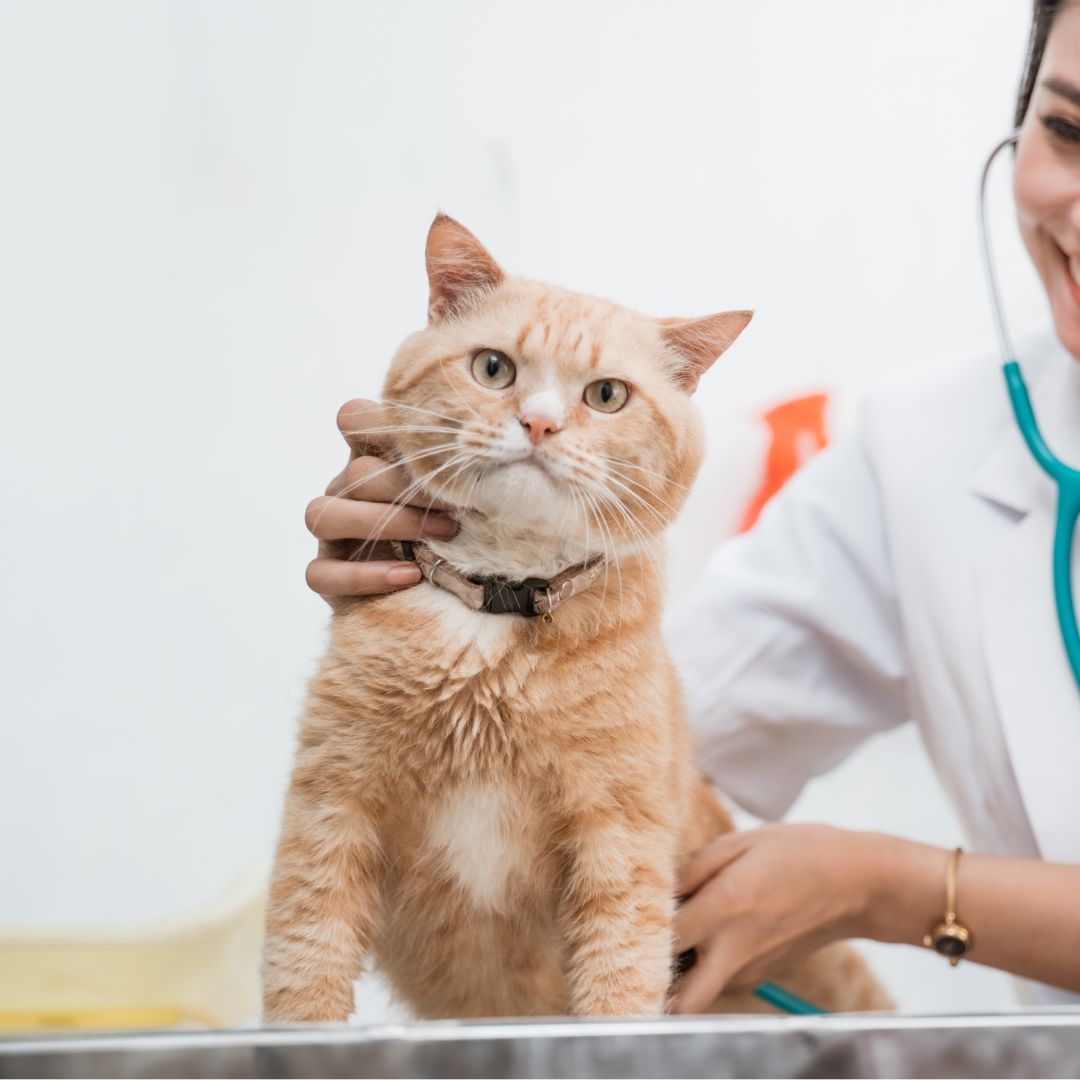 a cat is being examined by a vet